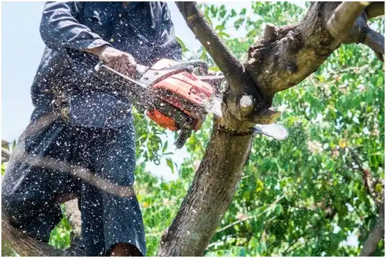 tree services Antón Ruíz